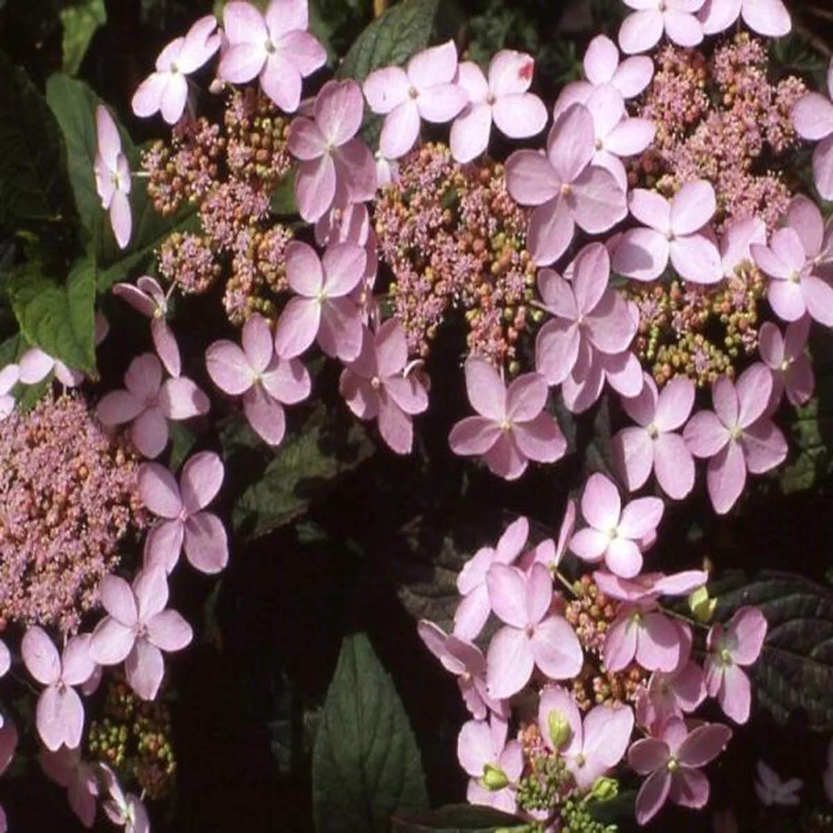 Hydrangea serrata Tiara (Supplied as Pink)