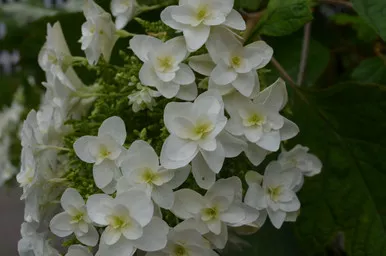 Hydrangea 'Snowflake' 3 Gallon