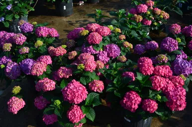 Hydrangea Summer Crush 2 Gallon