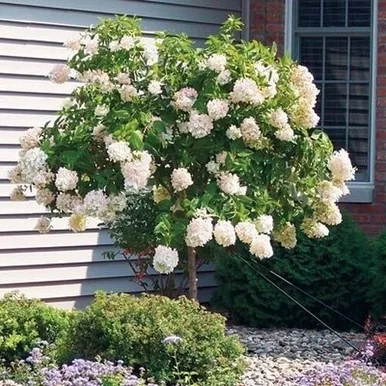 Hydrangea Tree 'Limelight' 7 Gallon