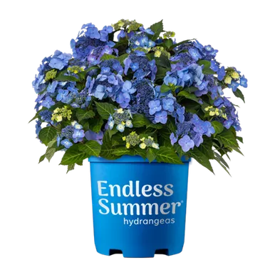 HydrangeaPop Star#3