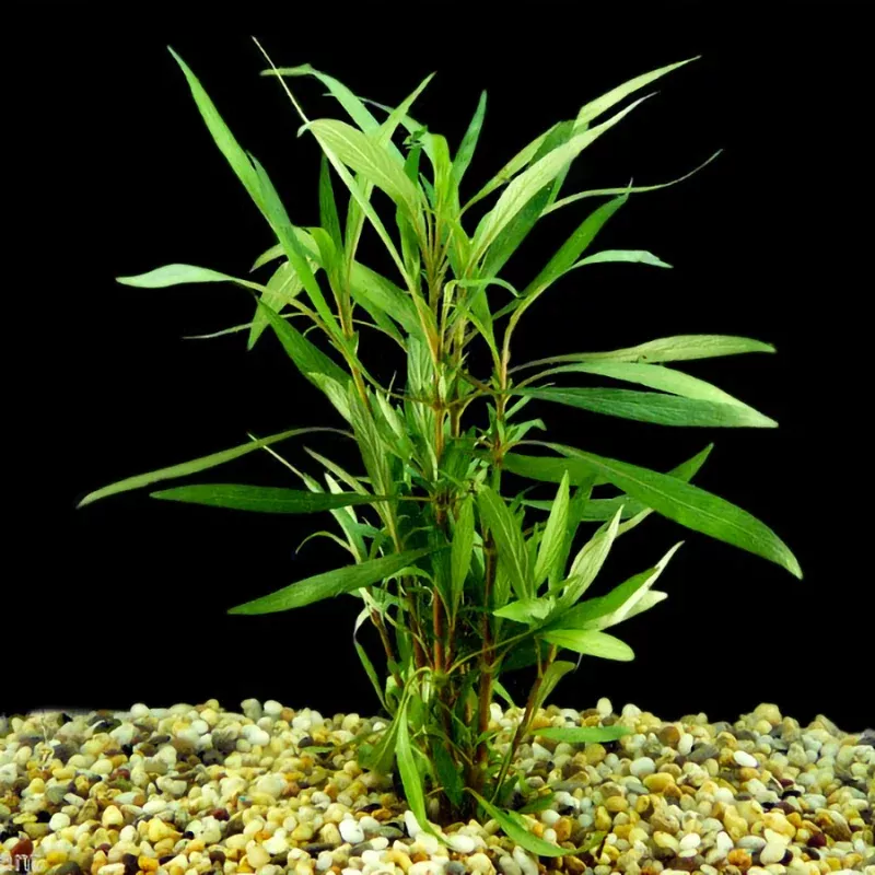 Hygrophila Angustifolia – Graceful Narrow-Leaved Aquatic Plant for Freshwater Aquariums