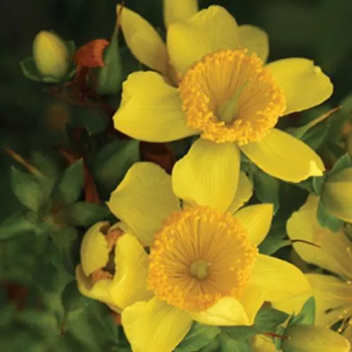 Hypericum kalmianum 'Deppe'- Sunny Boulevard St. John's Wort
