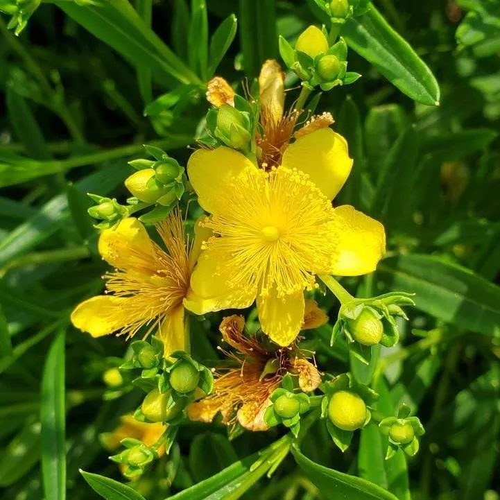 Hypericum kalmianum 'Gemo'- Gemo St. John's Wort