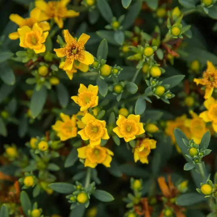 Hypericum kalmianum 'PIIHYP-I'- First Editions Cobalt-n-Gold™ St. John's Wort