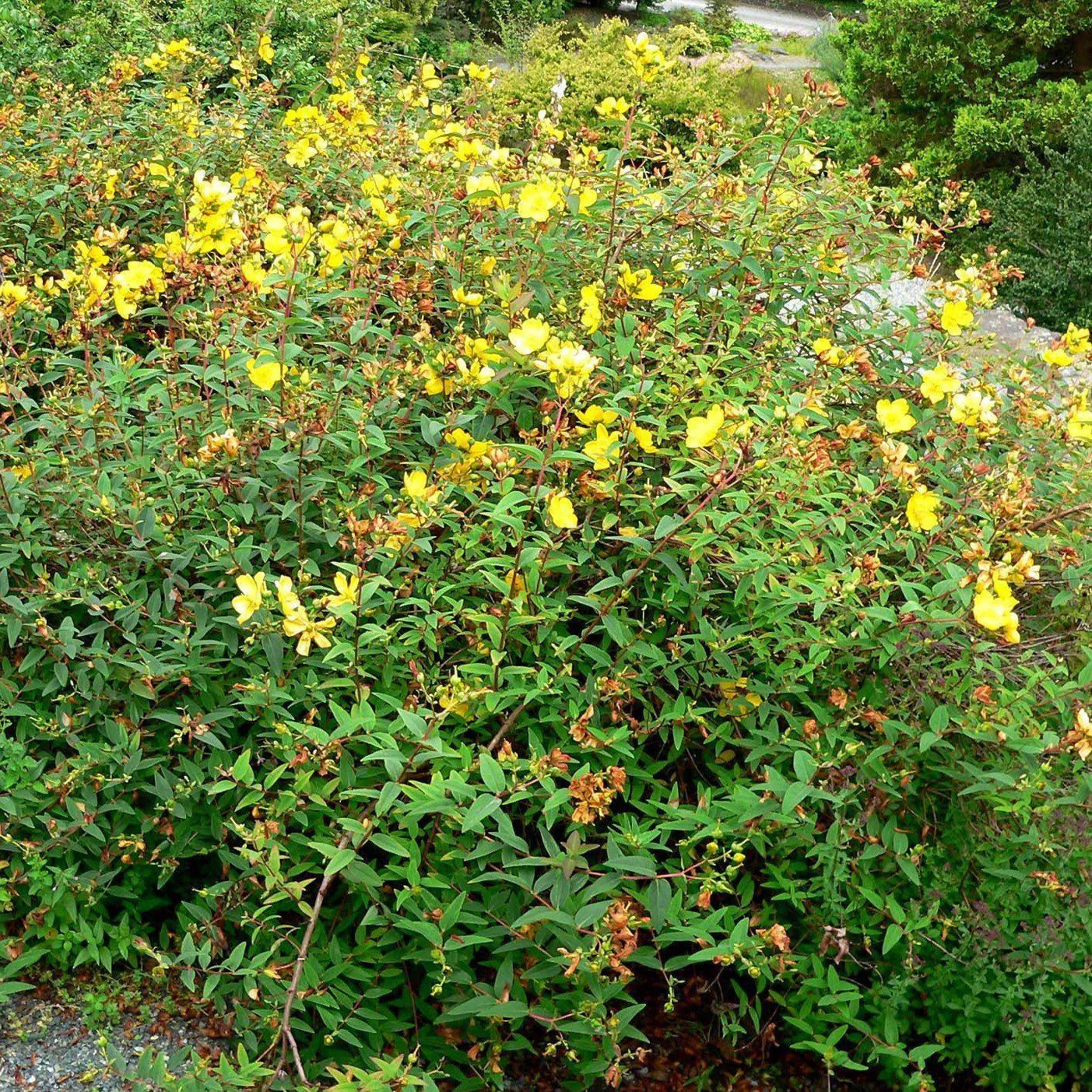 Hypericum patulum 'Hidcote'- Hidcote St. John's Wort