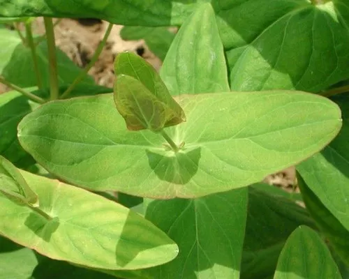 Hypericum sampsonii seeds