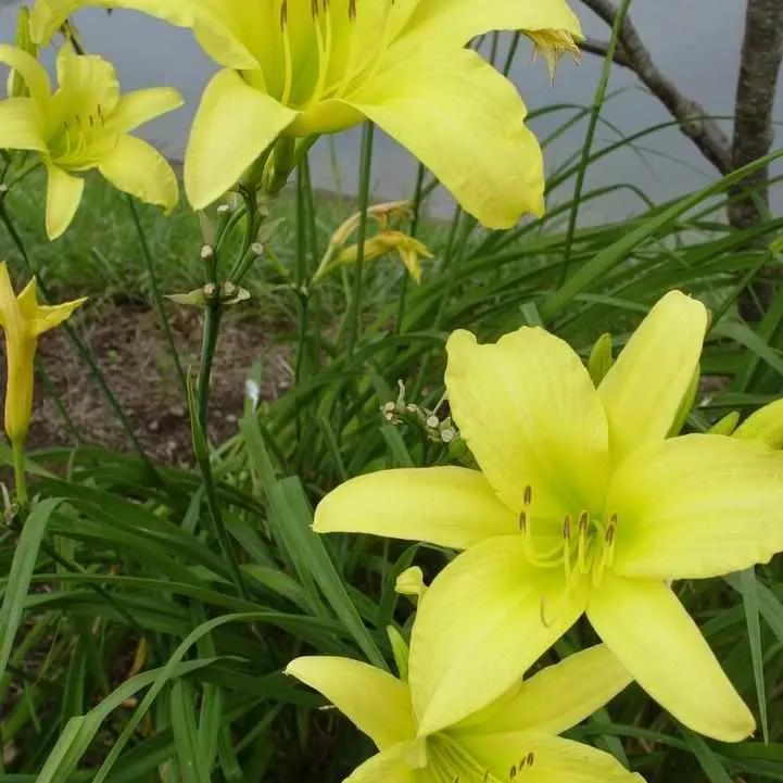 Hyperion Daylily