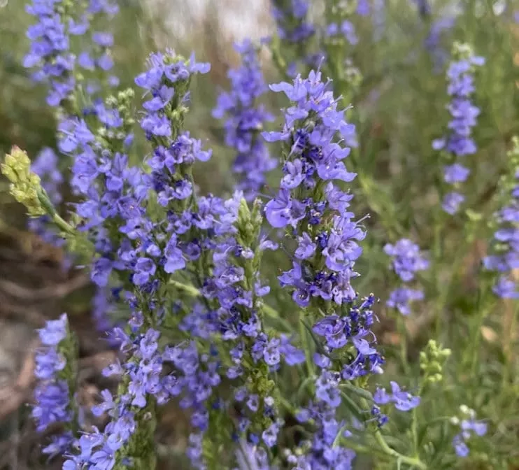 Hyssop Seeds