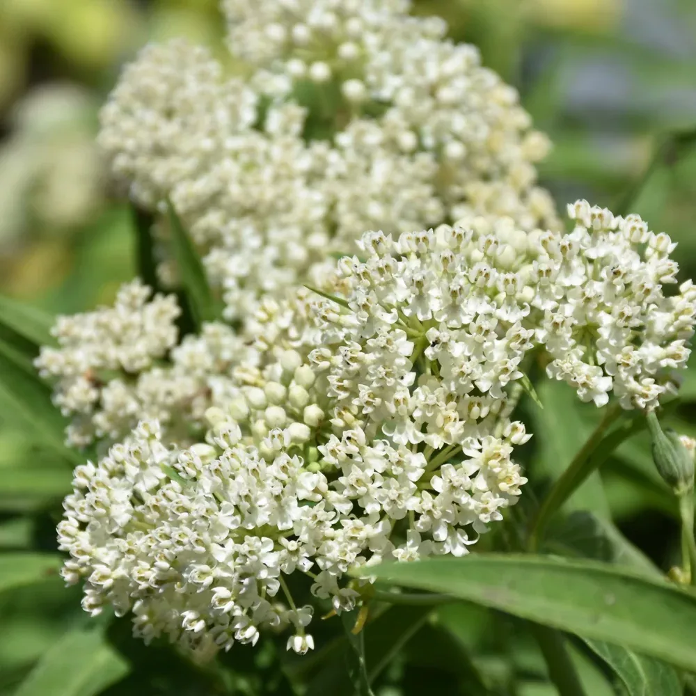 Ice Ballet Milkweed