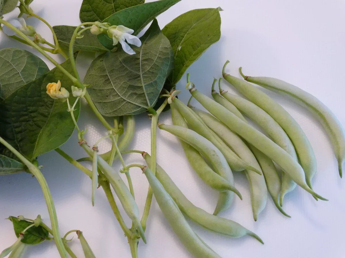 Ice Bean (pre-1845)