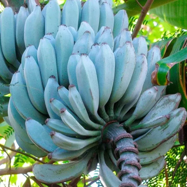 Ice Cream Banana