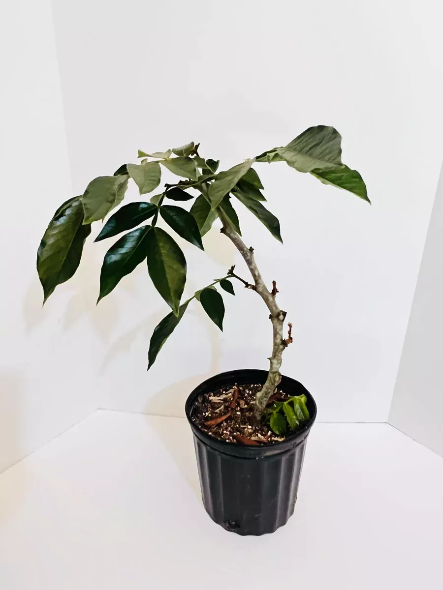Ice Cream Bean aka Guama Airlayer 1 Gallon Pot (Machete type)