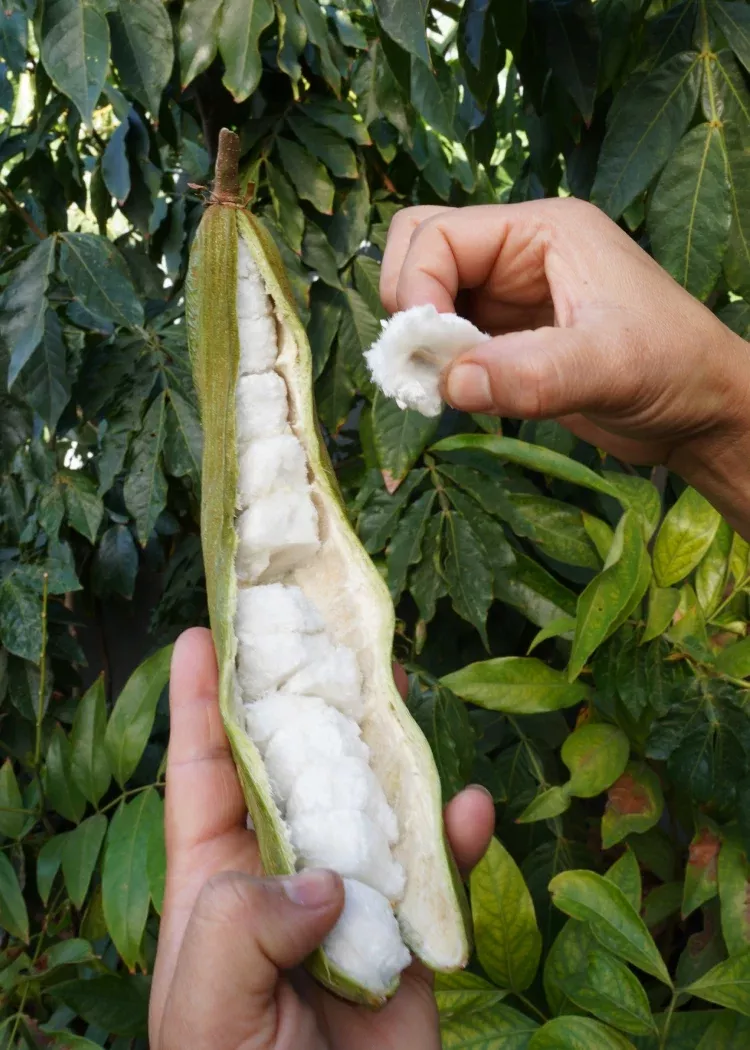 Ice Cream Bean Tree
