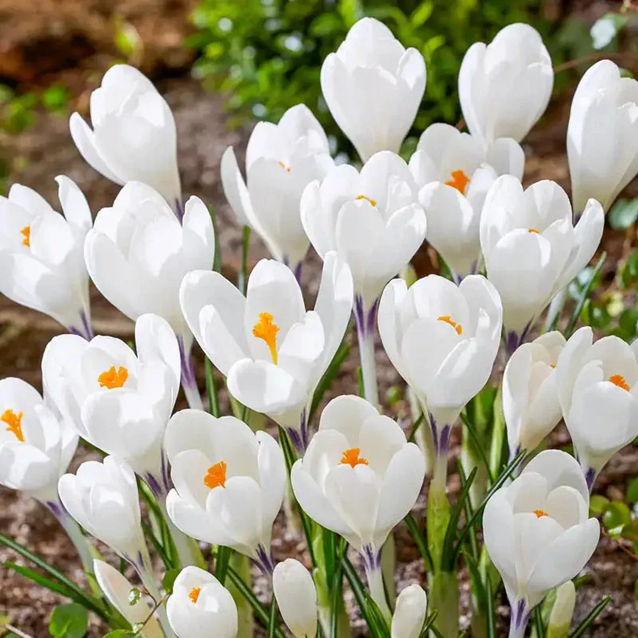 Ice Queen Giant Snow Crocus