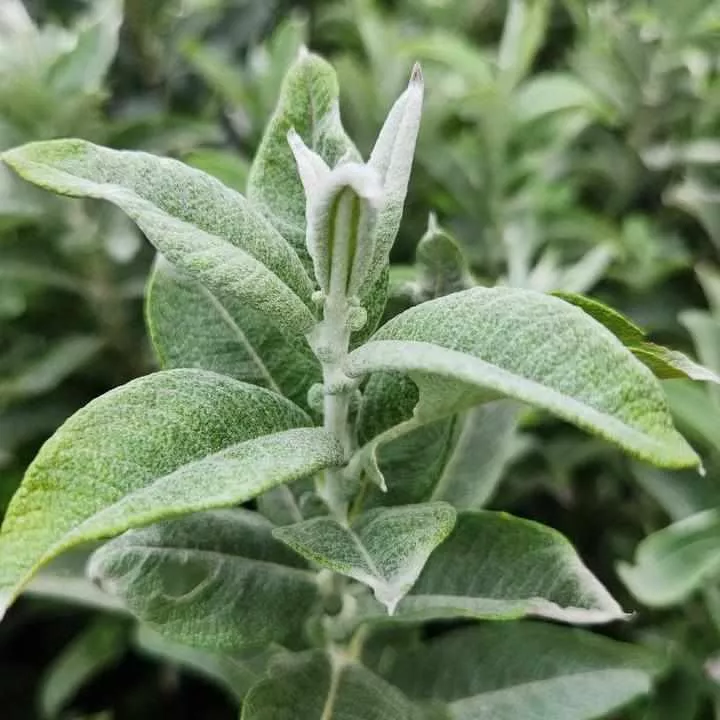 Iceberg Alley Sageleaf Willow