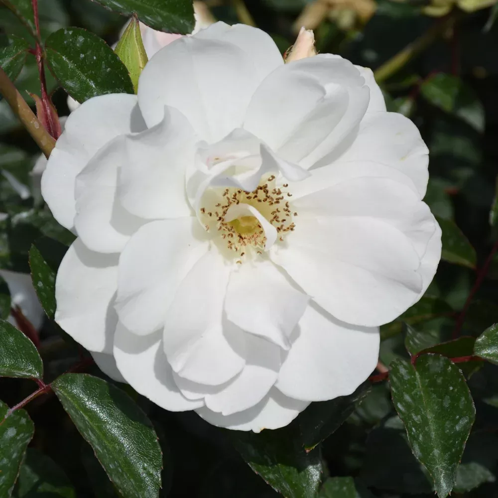 Iceberg Rose