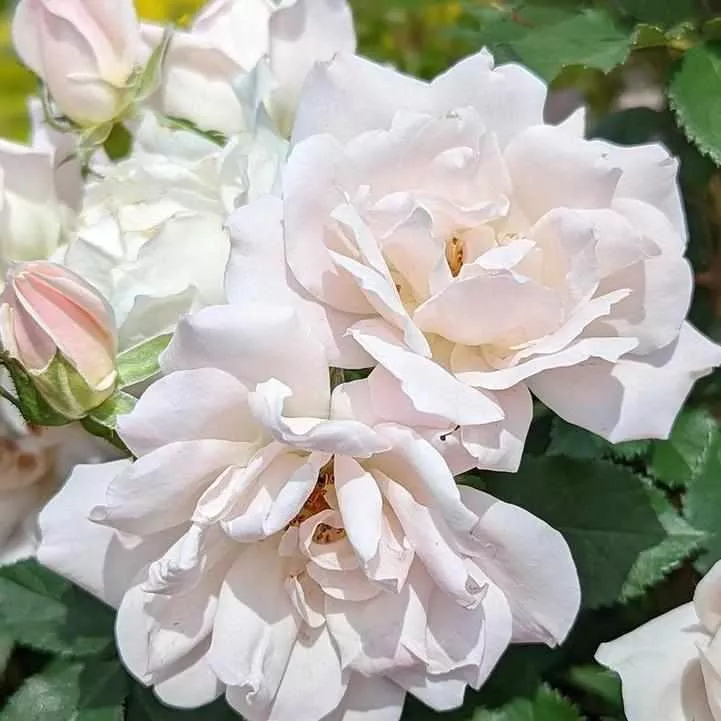Icecap Landscape Shrub Rose