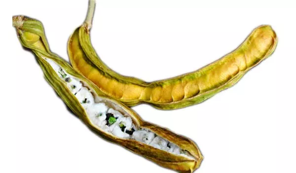 IceCream Bean Tree/ Whitie(Guyana)