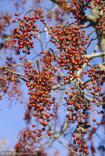 Idesia polycarpa