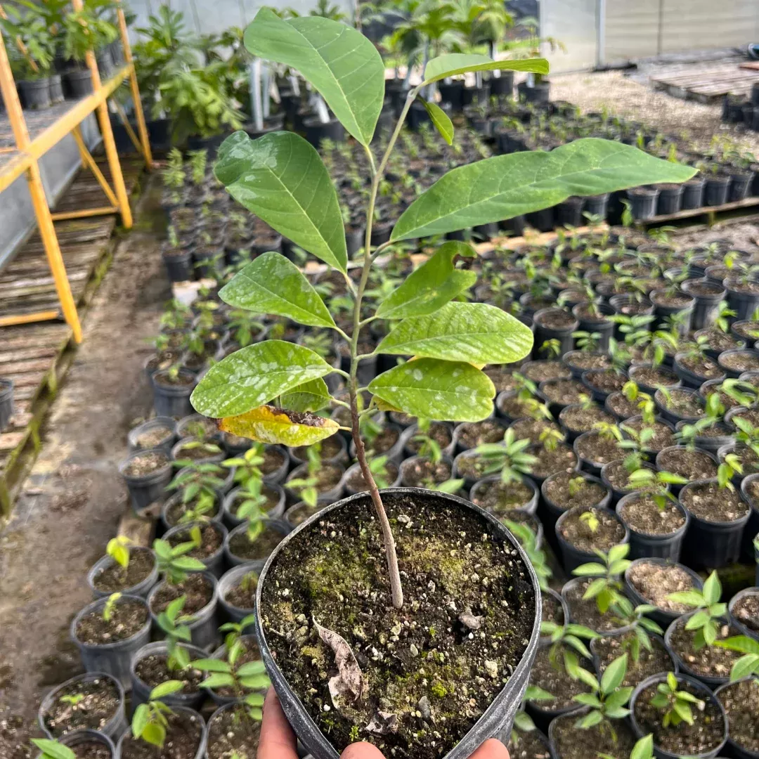 Ilama TREE - 1 gallon