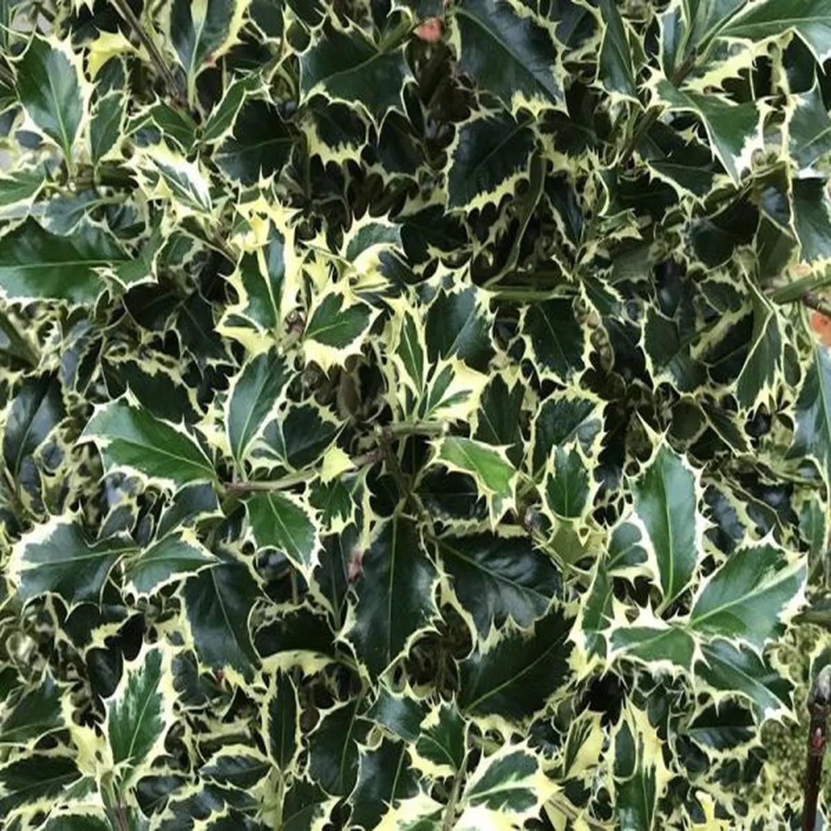Ilex aquifolium Argentea Marginata 1/4 Standard (7.5 Litre)Holly lollipop (7.5 Litre)