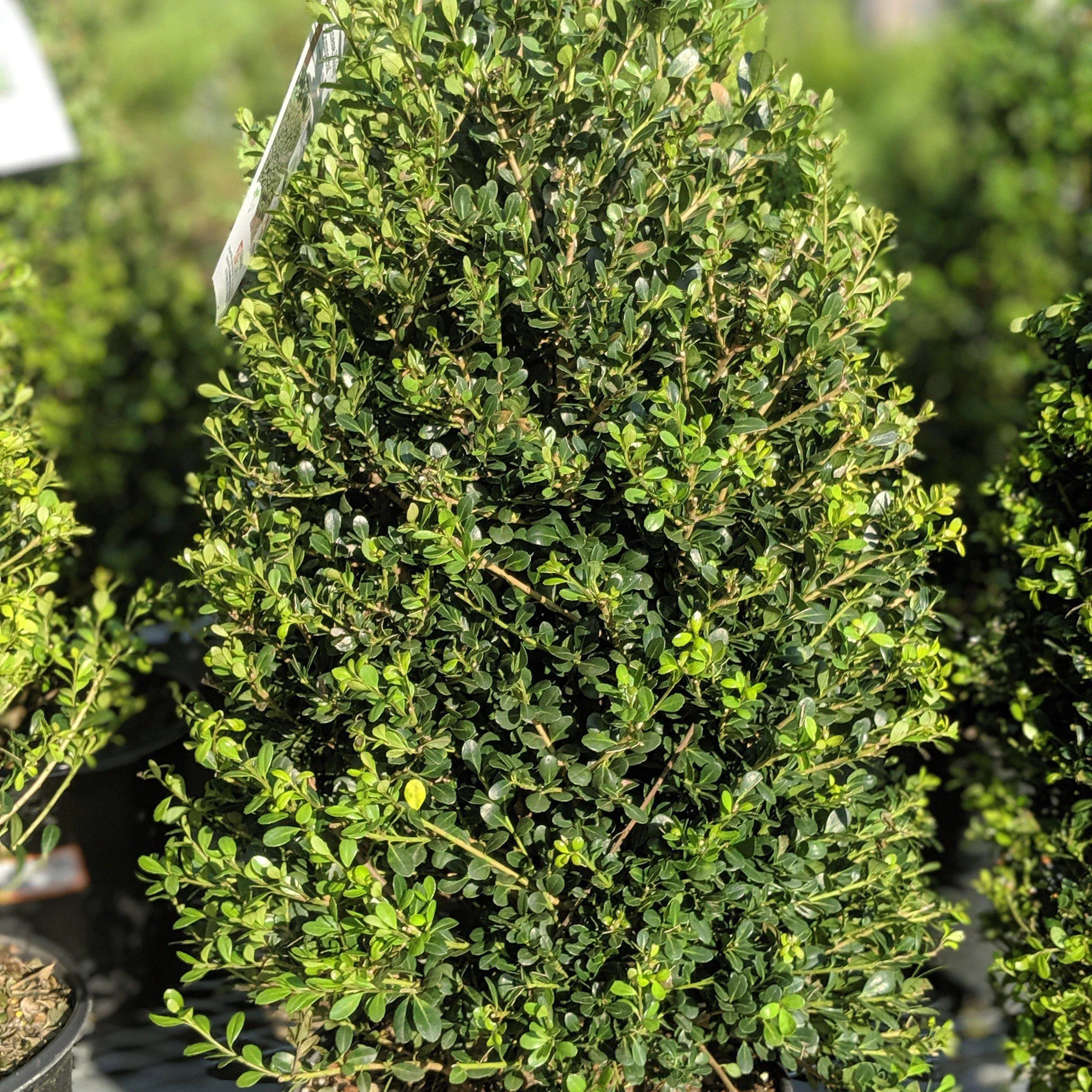 Ilex crenata 'Compacta'- Compact Japanese Holly