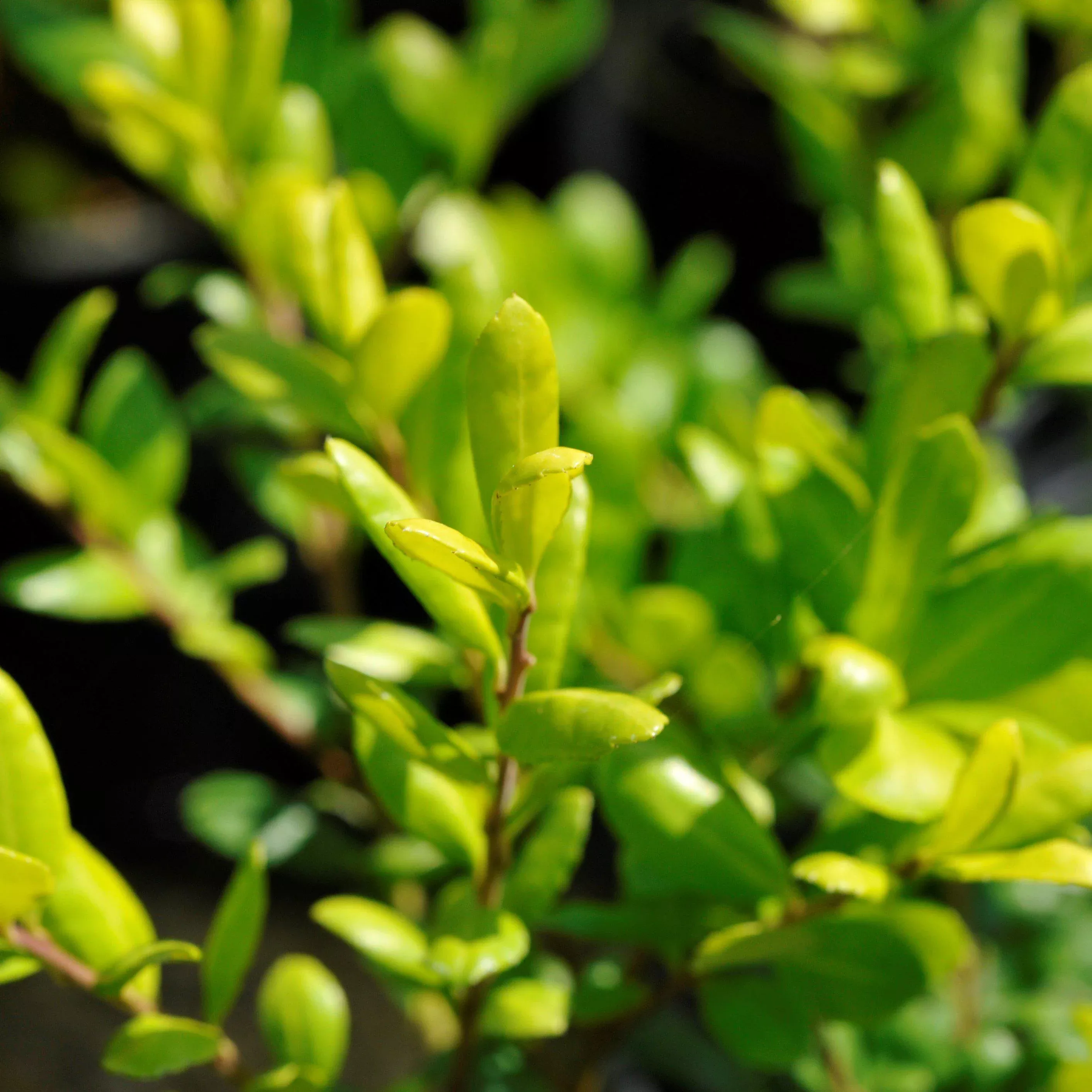 Ilex crenata 'Drops of Gold'- Drops of Gold Japanese Holly