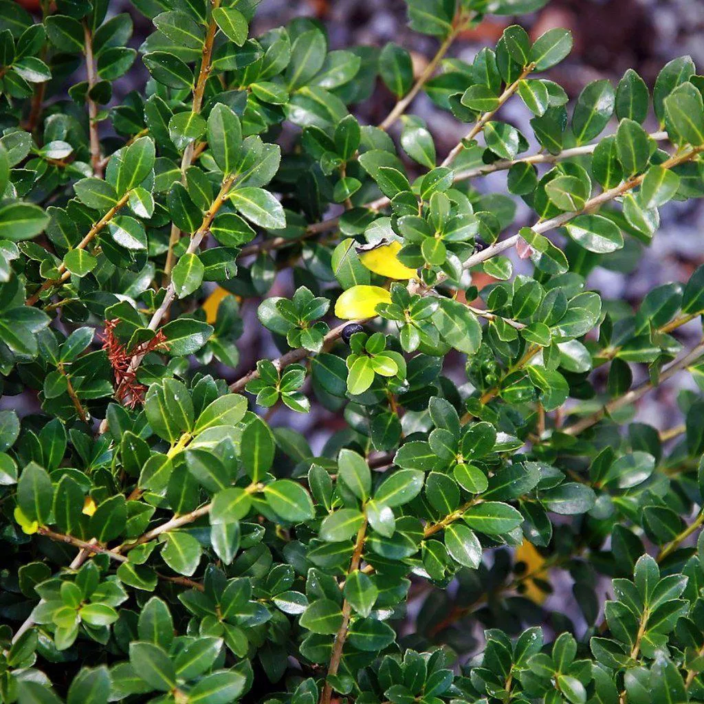 Ilex crenata 'Green Lustre'- Green Luster Holly