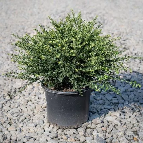 Ilex crenata 'Helleri'- Helleri Japanese Holly