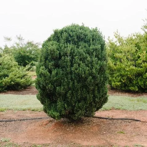Ilex crenata 'MAD-IC-I' PP32,035- First Editions Chubby Hubby™ Japanese Holly