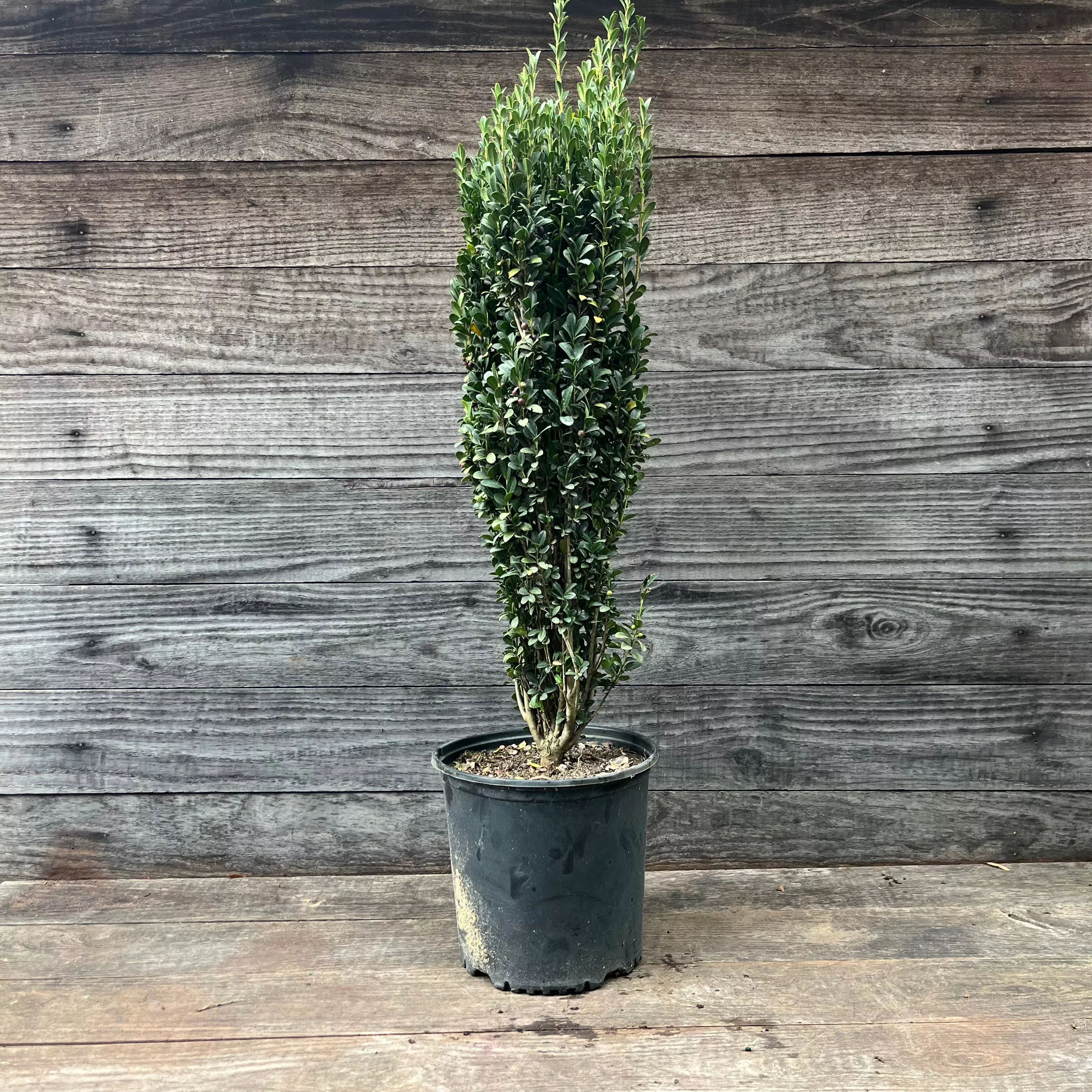 Ilex crenata 'Sky Pencil'- Sky Pencil Japanese Holly