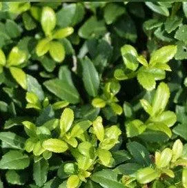 Ilex crenata 'Soft-Touch'- Soft Touch Japanese Holly