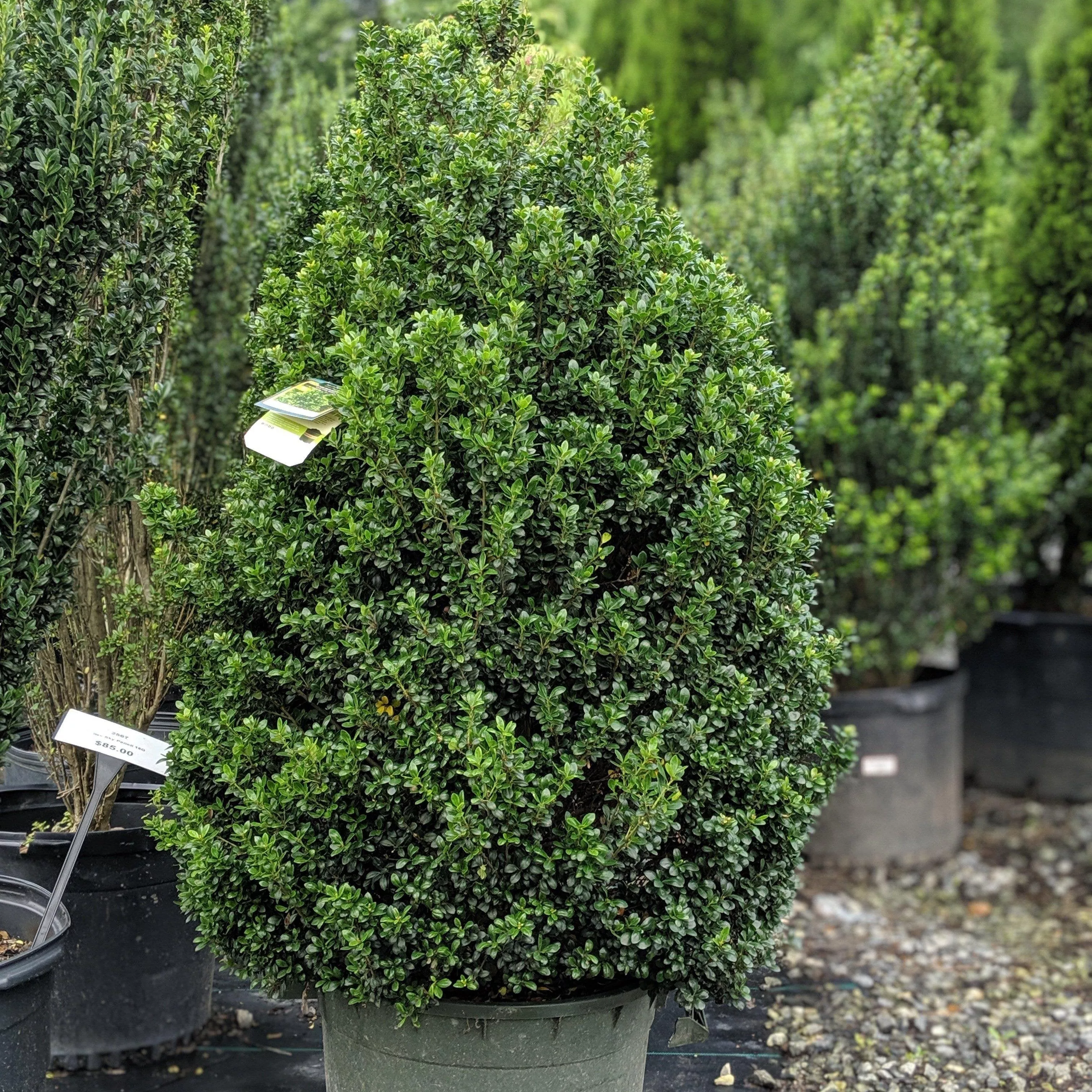 Ilex crenata 'Steeds'- Steeds Upright Japanese Holly