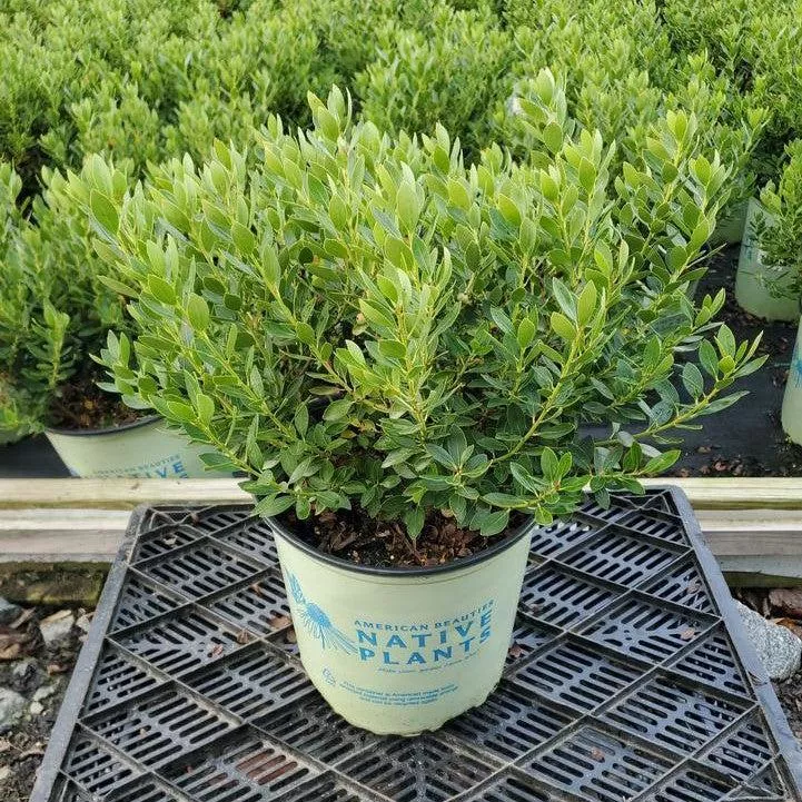 Ilex glabra 'Alexander'- Forever Emerald™ Inkberry
