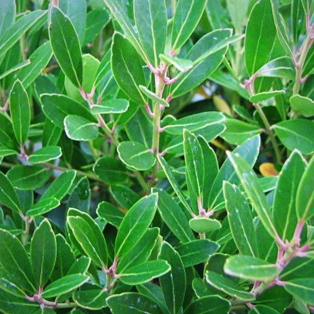 Ilex glabra 'Shamrock'- Shamrock Inkberry Holly