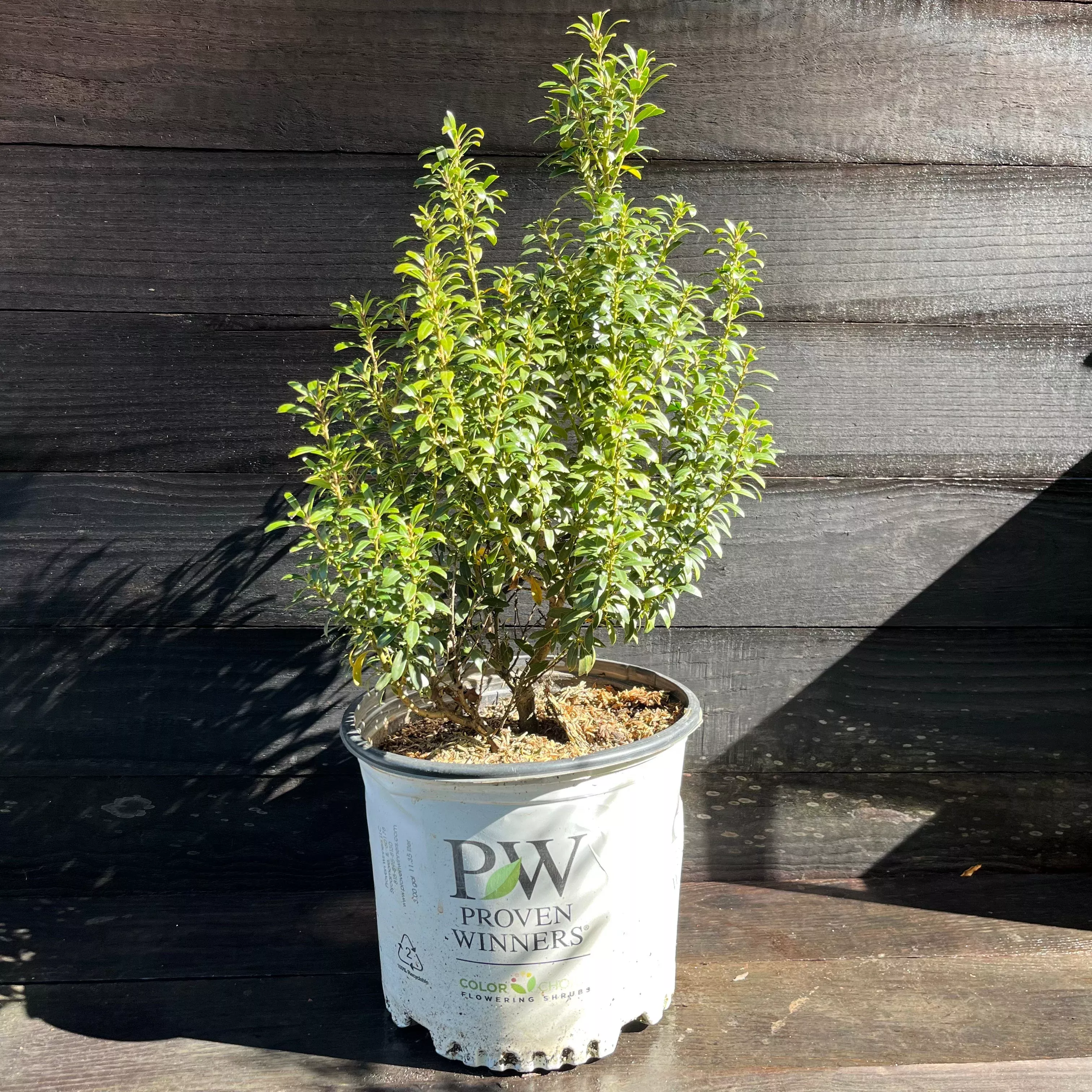 Ilex glabra 'SMNIGAB17'- Gem Box Inkberry Holly