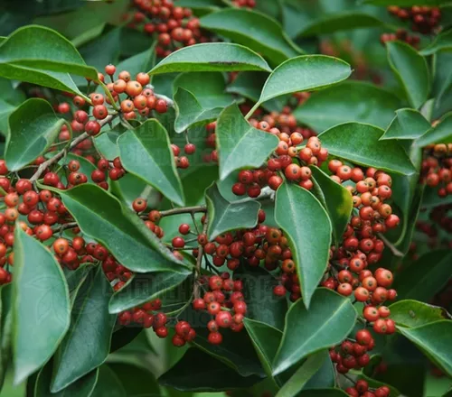 Ilex rotunda seeds