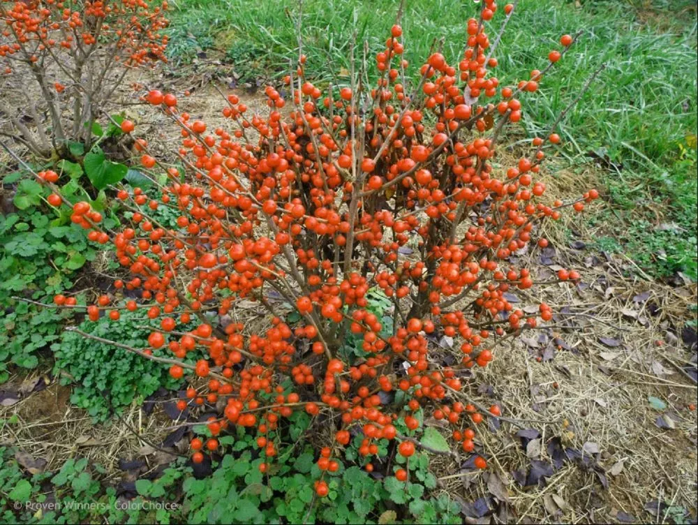 ILEX VERT. ‘LITTLE GOBLIN ORANGE’G3 15-18″ PW