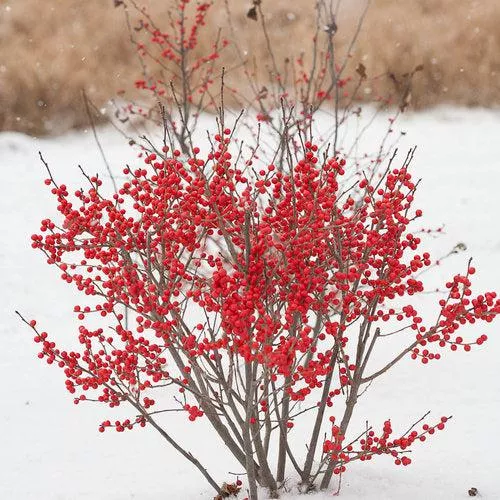 Ilex verticillata 'FarrowBPop' USPP 25,83- Berry Poppins Winterberry