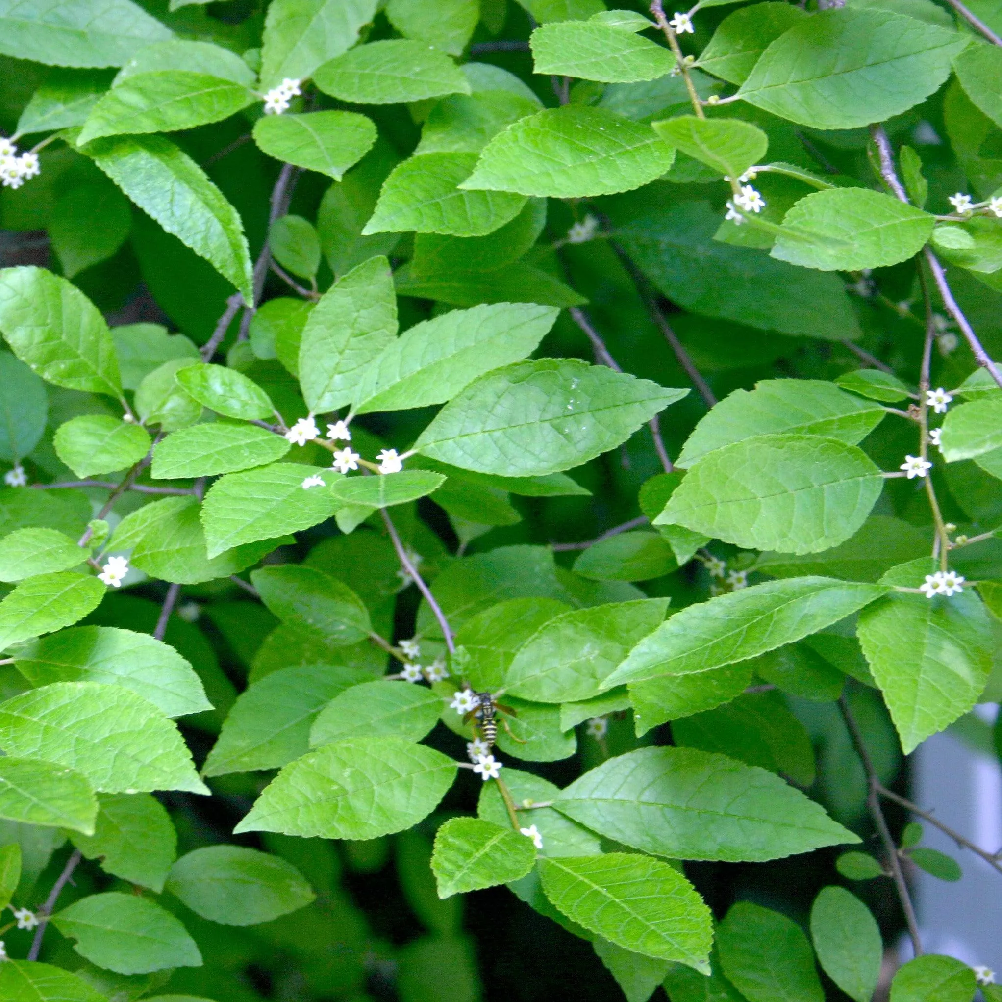 Ilex verticillata 'Jim Dandy'- Jim Dandy Winterberry