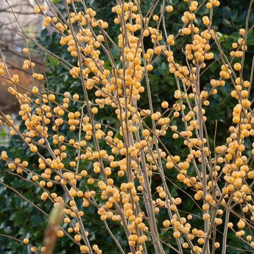 Ilex verticillata 'Roberta Case'- Berry Heavy Gold Winterberry