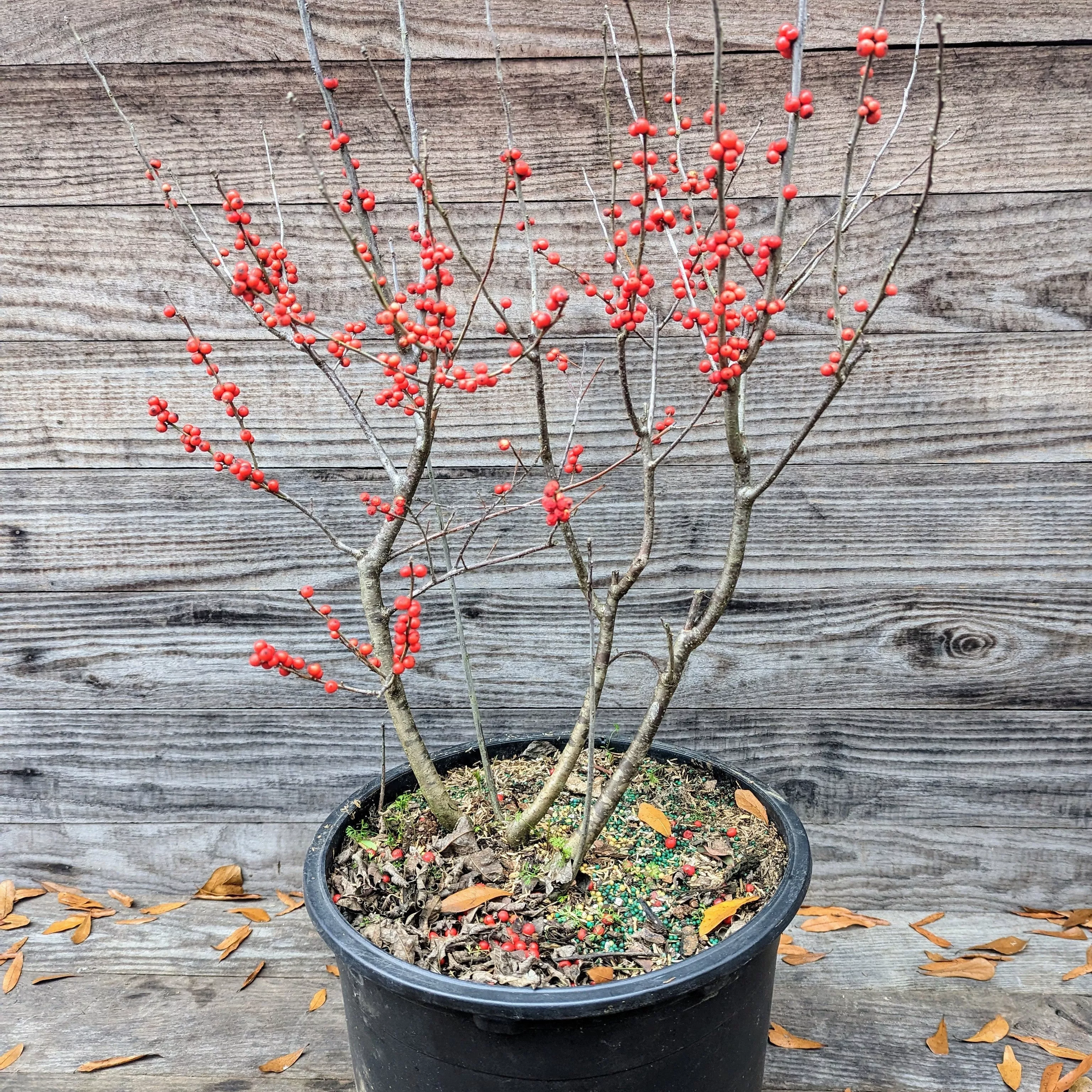 Ilex verticillata 'Winter Red'- Winter Red Winterberry