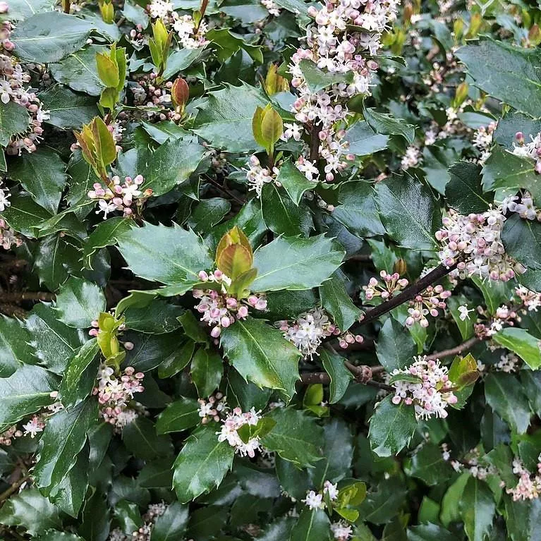 Ilex x meserveae 'Blue Prince'- Blue Prince Holly