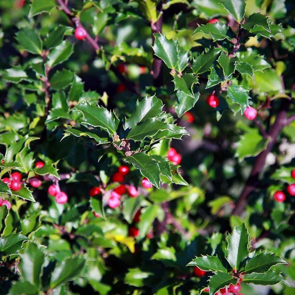 Ilex x meserveae 'Blue Princess'- Blue Princess Holly