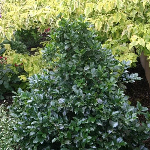 Ilex x meserveae 'Hachfee'- Castle Spire Blue Holly