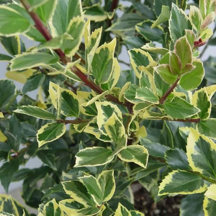 Ilex x meserveae 'Honey Maid'- Honey Maid™ Holly