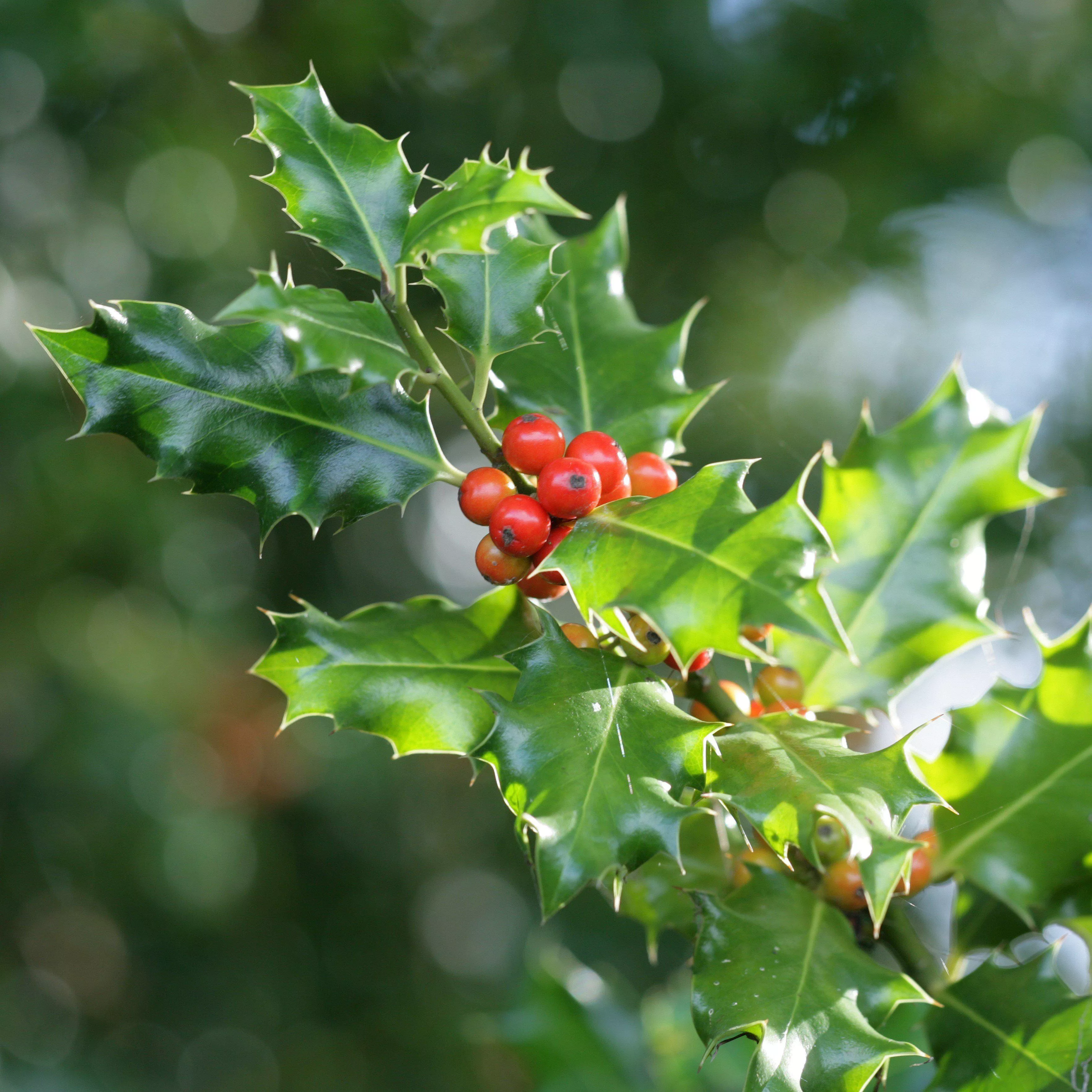 Ilex x meserveae 'Mesog'- China Girl Holly