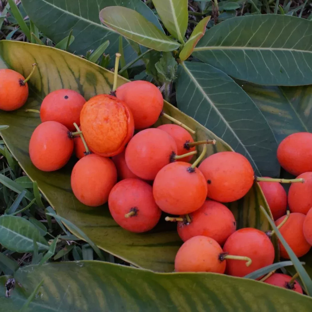 Imbe - African Mangosteen