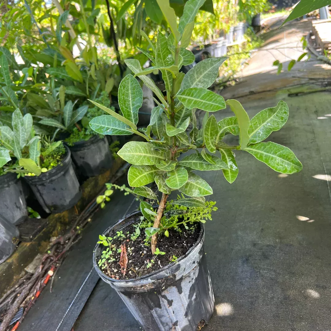 Imbe TREE - 1 gallon - African mangosteen